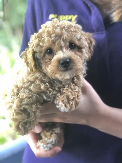 Absolutely adorable and lovable golden Bichoodle puppy dog held in arms at Puppy Shack Brisbane.